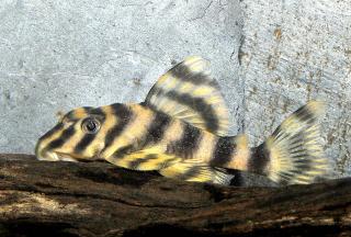 Peckoltia Vittata